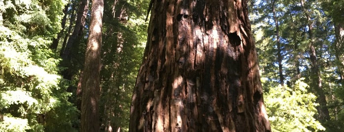 Big Basin Redwoods State Park is one of Posti che sono piaciuti a Steven.
