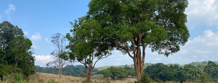 Km.33-Nong Phak Chi Nature Trail is one of Khao Yai National Park.
