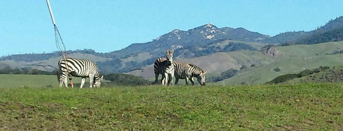 Zebras Viewing is one of Pacific Coast Highway.