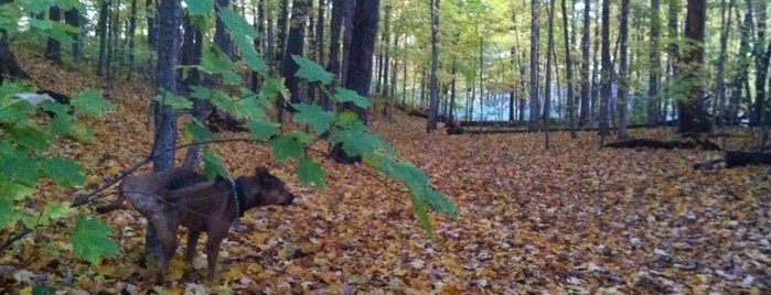 Johnson Park Dog Run is one of Posti che sono piaciuti a Tracy.