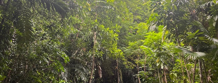 Marang Trail is one of Ecotourism in Singapore.