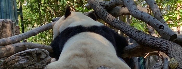Giant Panda Research Station is one of California.