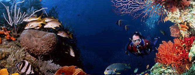 Bunaken National Maritime Park is one of Visit Sulawesi.