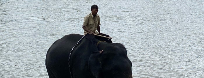 Dubare Elephant Camp is one of mysore.