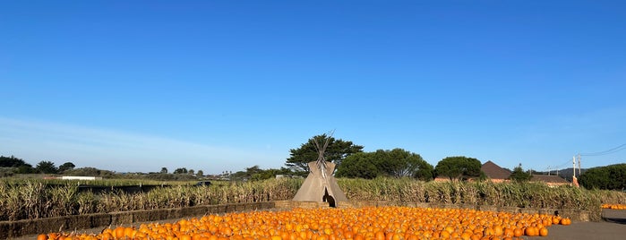 Farmer John's Pumpkin Patch is one of Parks.