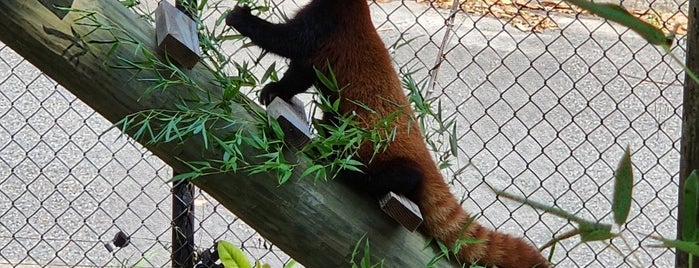 Virginia Zoo is one of Norfolk and VB Favorites.