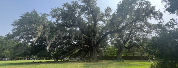 The Tree of Life is one of N'awlins.