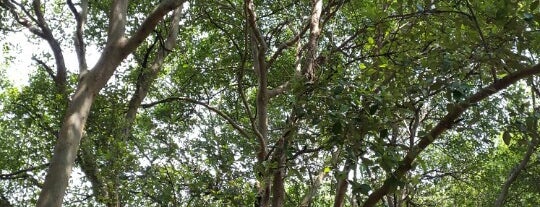Hutan mangrove pik is one of To visit.