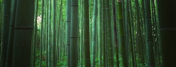 Arashiyama Bamboo Grove is one of Place to visit in Japan!.