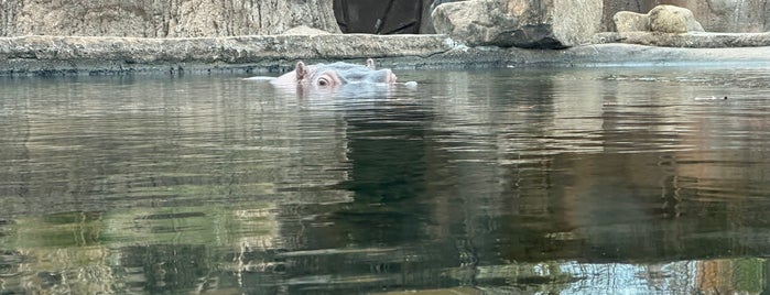 Memphis Zoo Zambezi River Hippo Camp is one of Join Illuminati Today.