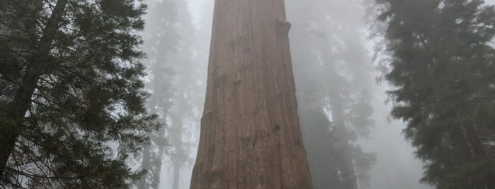 General Sherman Tree is one of Sequoia National Park.