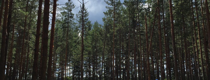 хвойный лес is one of Orte, die Rptr gefallen.