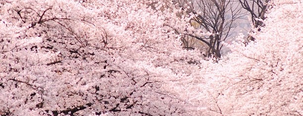 우에노공원 is one of Tokyo.