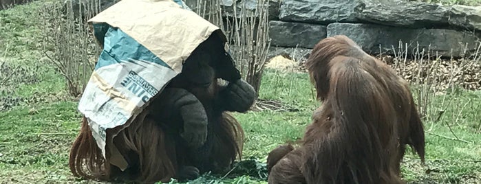 Orangutan is one of Public Art in Philadelphia (Volume 2).