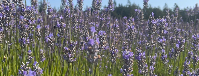 Pelindaba Lavender Farm is one of Dustinさんのお気に入りスポット.