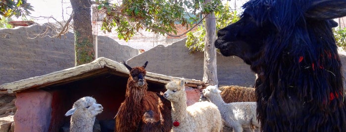 Mundo Alpaca is one of [To-do] Peru.