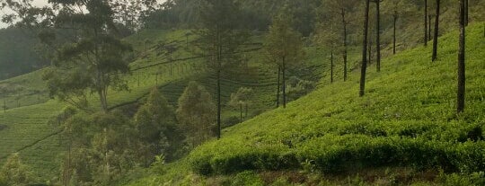 tea county is one of India S..