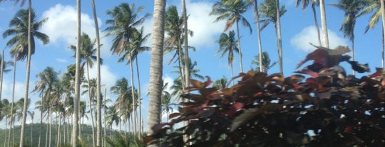 St. Mary Banana Estates is one of All-time favorites in Jamaica.