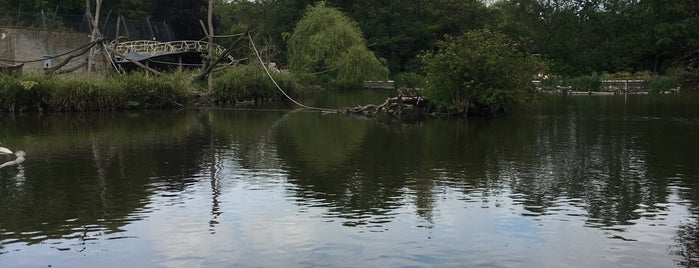 Grote Vijver is one of Diergaarde Blijdorp 🇳🇬.