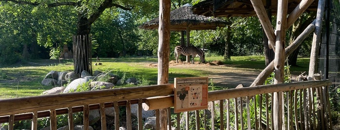 Zebra's & Struisvogels is one of Diergaarde Blijdorp 🇳🇬.
