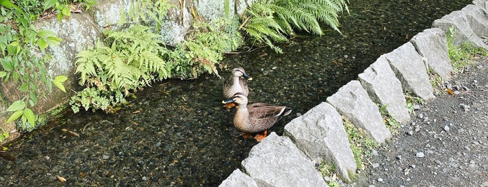 お鷹の道・真姿の池湧水群 is one of 公園.