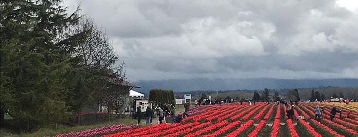 Skaget Valley Tulip Feilds is one of Most Beautiful Places.