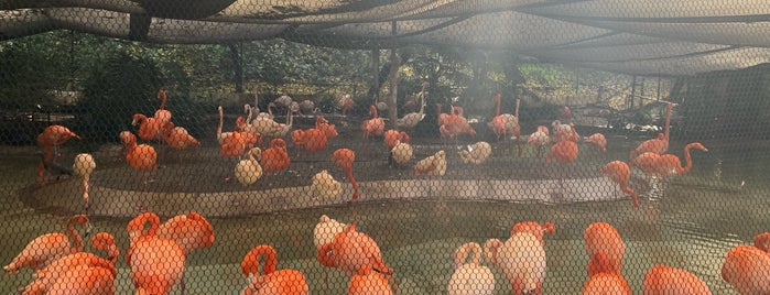 Flamingo Exhibit is one of สถานที่ที่ Lisa ถูกใจ.
