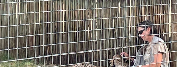 Cheetah Outreach Paardevlei is one of Südafrika.