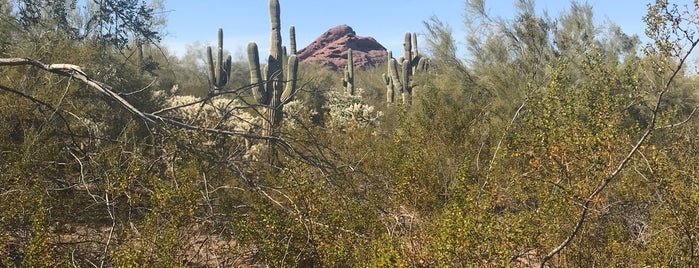 Plants & People of the Sonoran Desert Loop Trail is one of Tammy'ın Beğendiği Mekanlar.