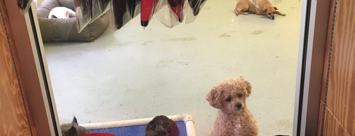 Pup Culture is one of The 15 Best Pet Stores in New York City.