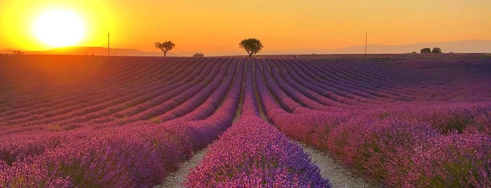 Plateau de Valensole is one of Provenza.