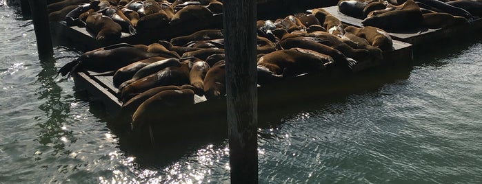 Sea Lions is one of SF for friends.