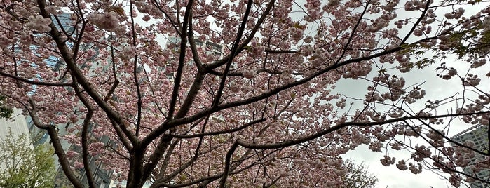 さくら坂 is one of 🌸桜が綺麗な坂.