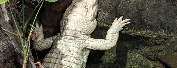 Claude the Albino Alligator is one of Stacey and Me.