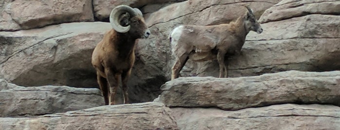 Bighorn Sheep at Denver Zoo is one of fun.