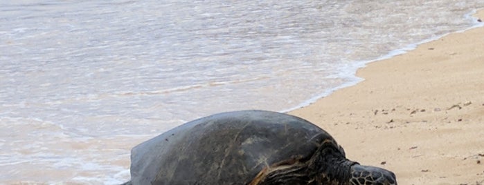 Save the Sea Turtles International is one of Hawaii.