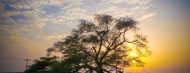 Tree Of Life is one of Bahrain.