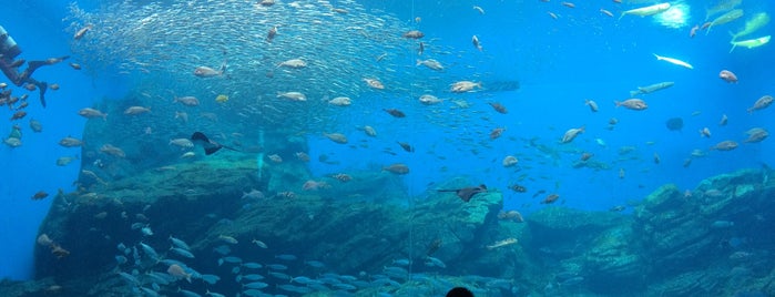 Sendai Umino-Mori Aquarium is one of 杜の都.