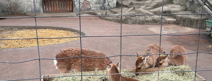 Inokashira Park Zoo is one of 🏃💨💥⚽🍃.
