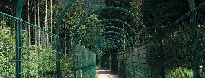 Alternativer Wolf- und Bärenpark Schwarzwald is one of Lugares guardados de ☀️ Dagger.