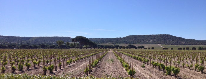 ABADIA RETUERTA LeDOMAINE (Sardón de Duero) is one of Prospeccion- Actualizada 2018.