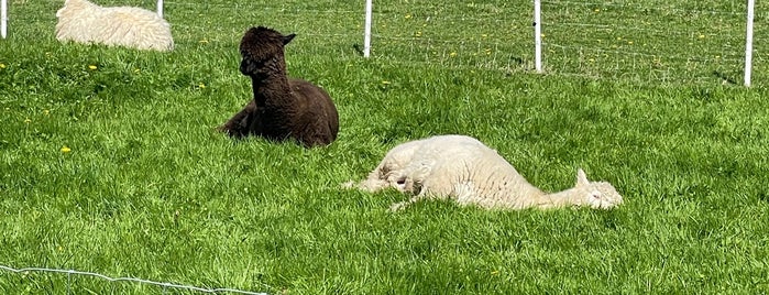 Farmleigh House is one of Dublin For Kids.