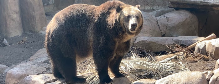 San Diego Zoo Grizzly Bears is one of Ricardo'nun Beğendiği Mekanlar.