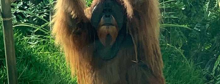 Orangutan and Siamang Exhibit is one of สถานที่ที่ Lori ถูกใจ.