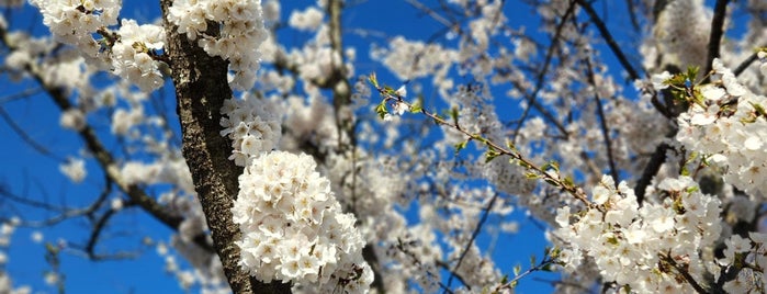 cherry blossoms