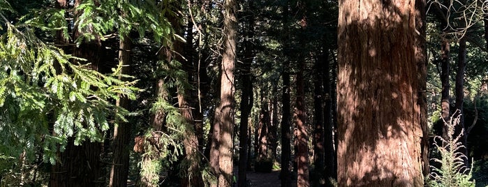 Heroes Redwood Grove is one of Great spots to be quiet.