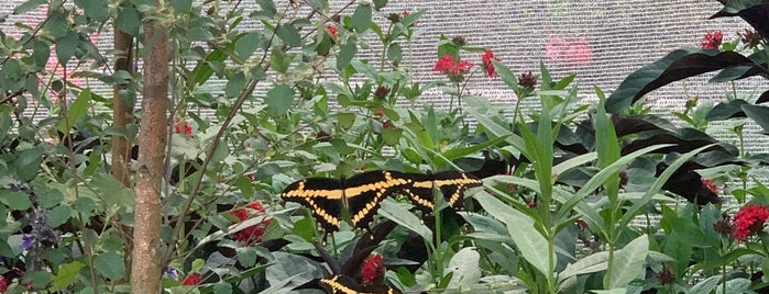The Goodness Garden Butterfly House is one of Epcot International Flower & Garden Festival.