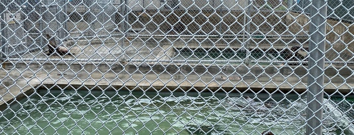 Pacific Marine Mammal Center is one of Nikki Kreuzer's Animal Adventures (L.A.area).