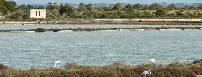 Parco di Molentargius is one of Cagliari a settembre.