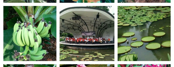 Singapore Botanic Gardens is one of Locais curtidos por Lorraine.
